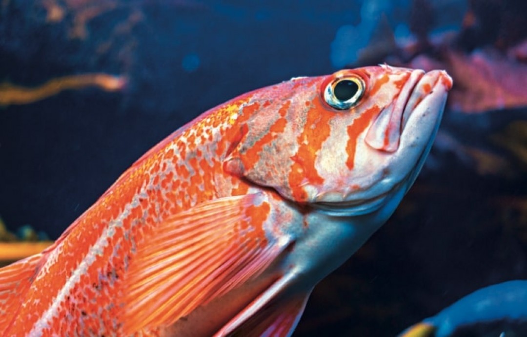 MEDITERANNEAN WARMING AND FISH EATING